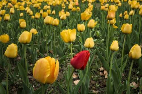 eric-prouzet-tD49mqo7sjE-unsplash eric-prouzet-tD49mqo7sjE-unsplash